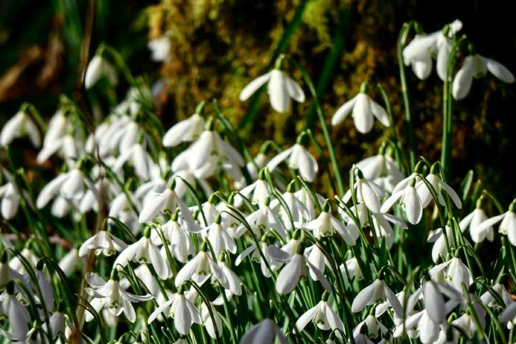 Native snowdrops at Crarae Gardens in Minard. Photograph: Victoria Winters