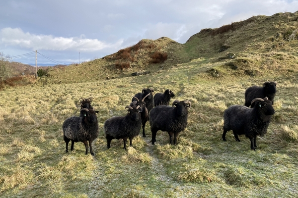 Tarbert Castle sheep euthanised following dog attack