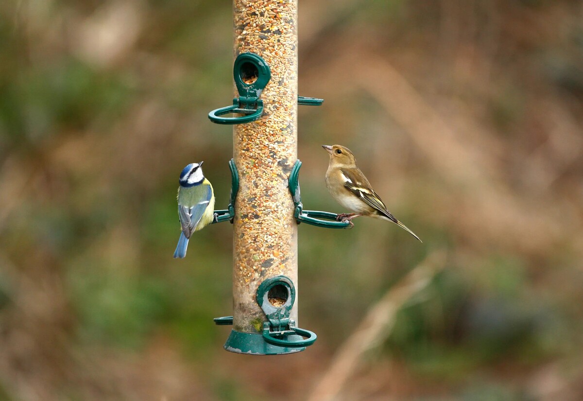 A blue tit and chaffinch, two of Arran’s most sighted garden birds in 2024, snack on a bird feeder.