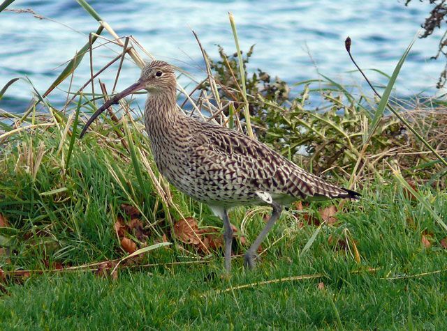 Curlew, one of a number of species that flock together in winter. Photograph: Dennis Morrison.