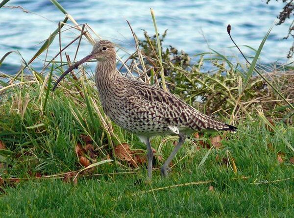 Wintering birds include a few rare visitors