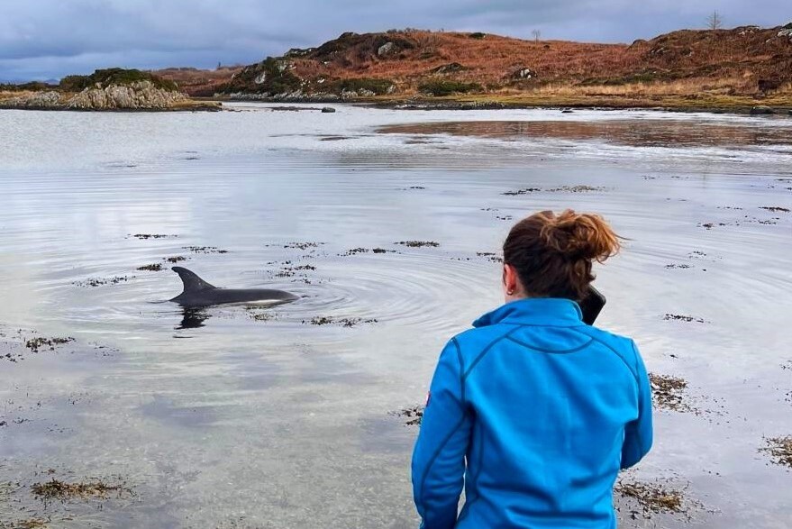 Island rangers called to rescue stranded dolphin