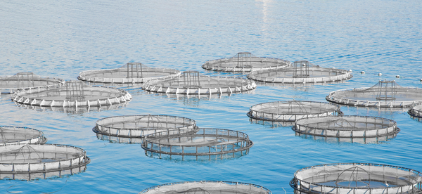 Italian individuals and companies charged with aquaculture fraud