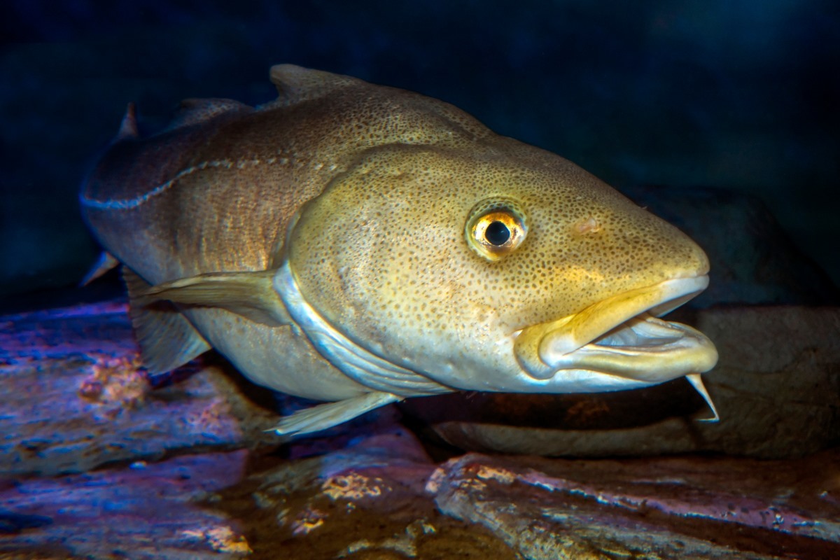 Atlantic-cod-shutterstock_1028543869-20250115.jpg