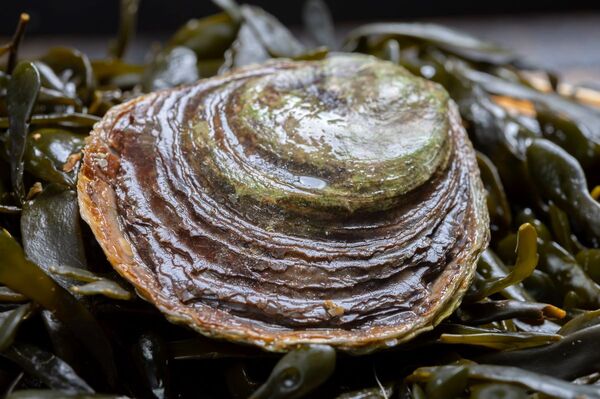 Researchers aim to breed better native oysters