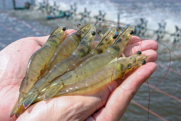 Global Seafood Alliance takes action on eyestalk ablation