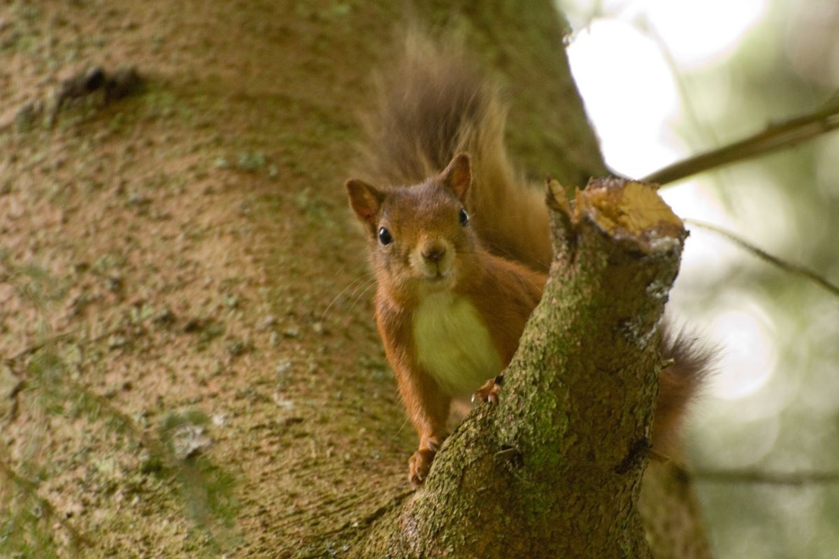 Join Scotland's squirrel watch at a woodland near you