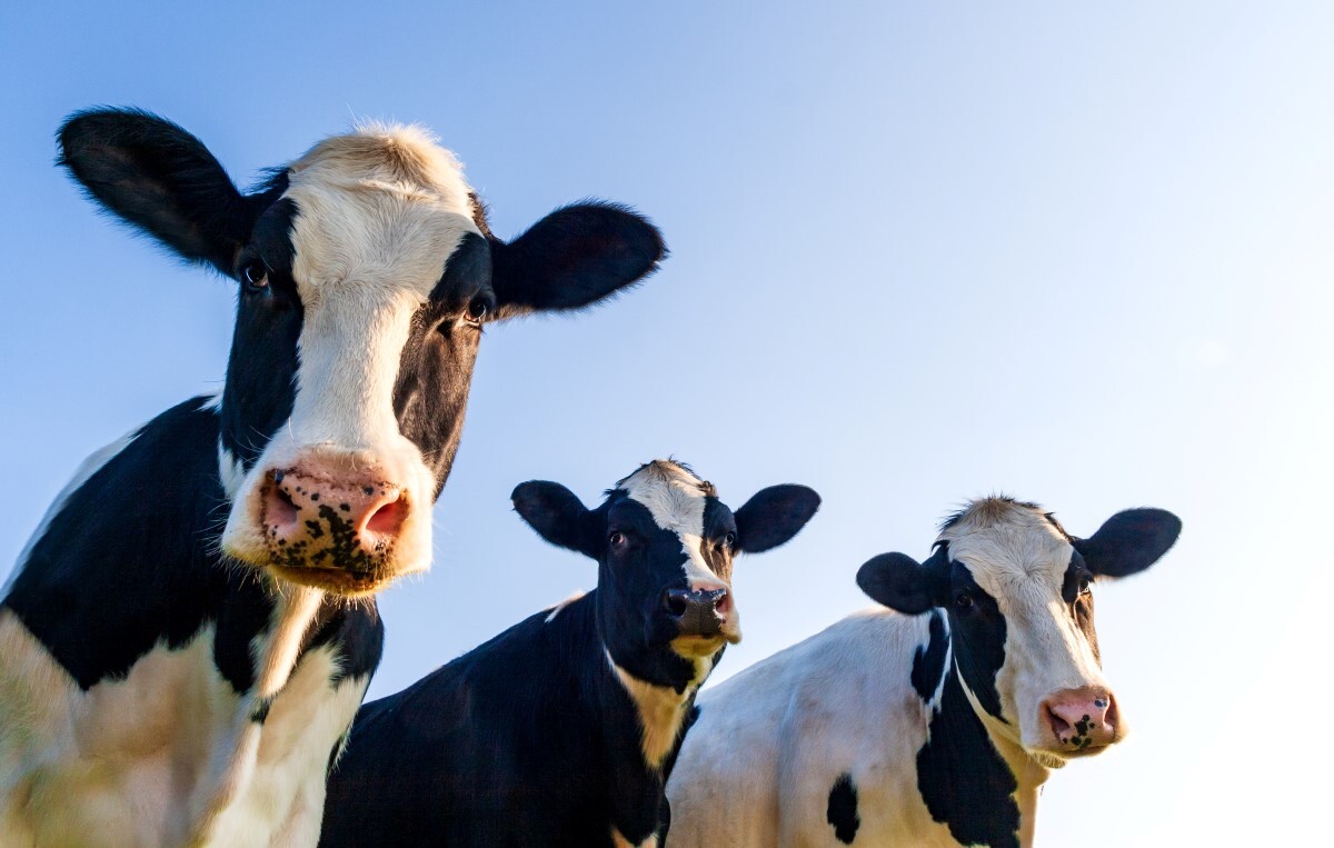 cows-AdobeStock_231405106_-20250120.jpg