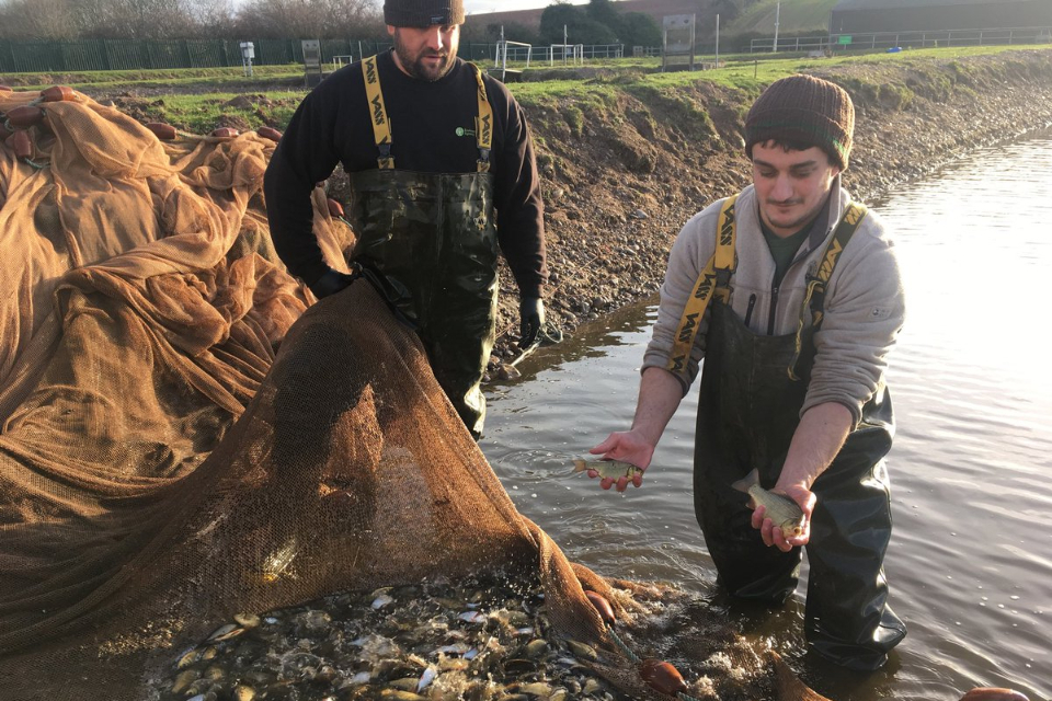 crucian_carp_calverton_fish_farm_20250117