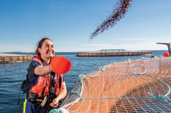 Fish trimmings are a more efficient source of nutrients for aquafeed, scientists say