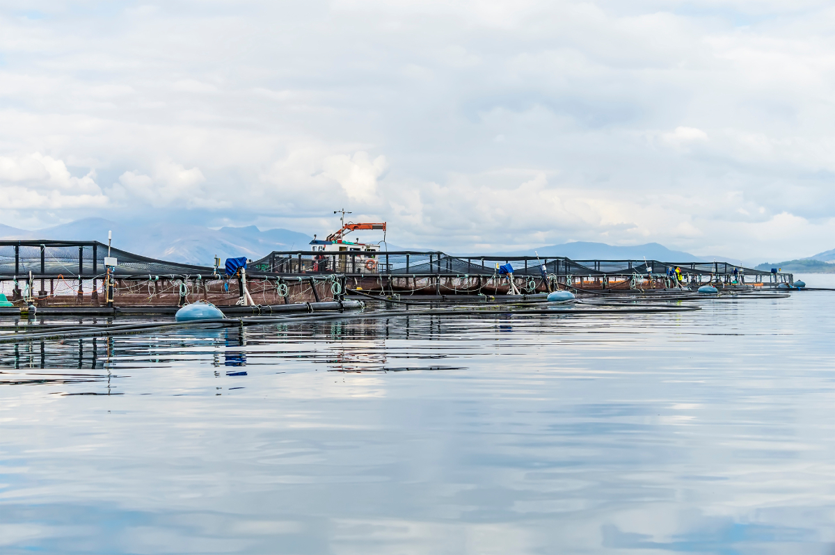 fish_farm_AdobeStock_441616451_20250116.jpg