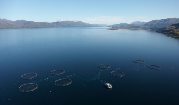 Holyrood report calls for action on salmon industry reforms