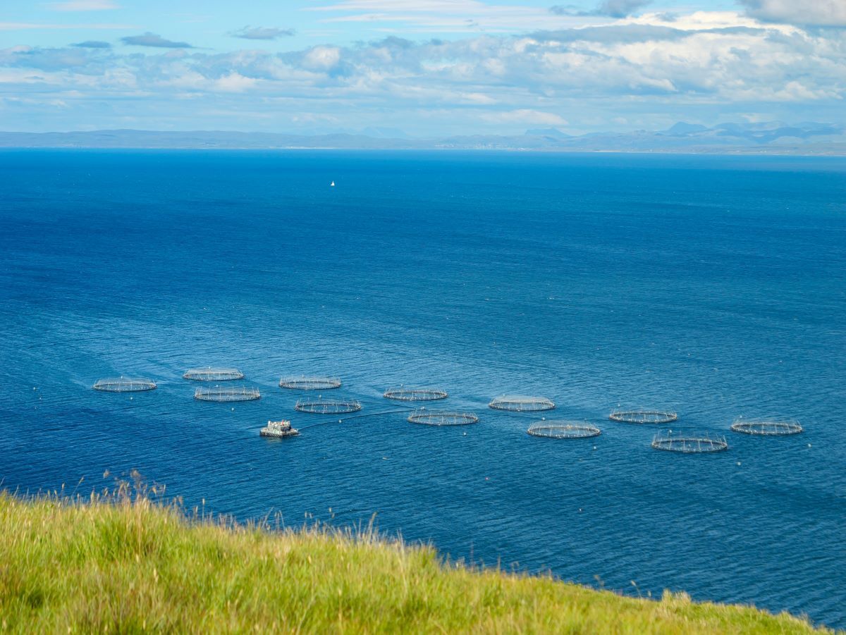 salmon-farm_AdobeStock_757602346-20250120.jpg