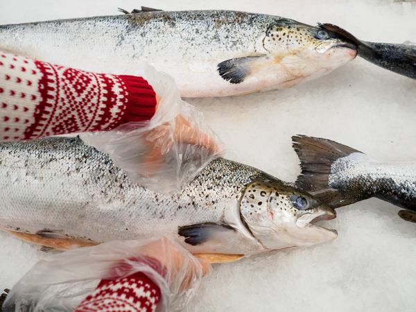 Norway salmon jitters over Trump’s EU tariff threat