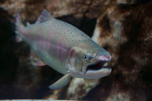 15,000 fish escape at Lerøy site