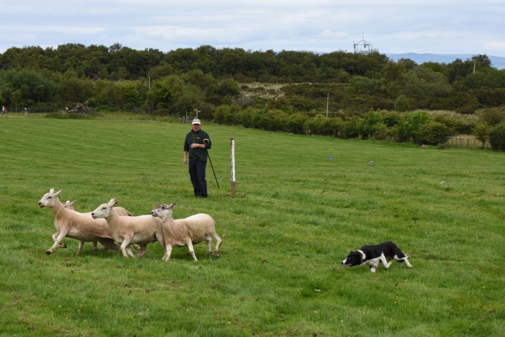 Iain McConnell, winner in the old dogs category, at a previous sheep dog trial.