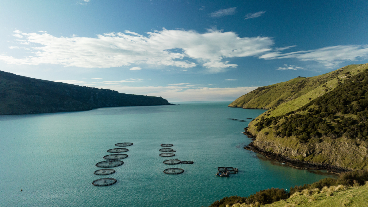 Akaroa_King_Salmon_Farm_20250123.jpg