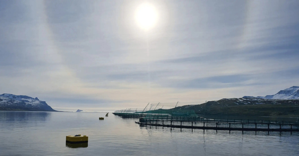 Winter takes heavy toll on Iceland salmon farmer