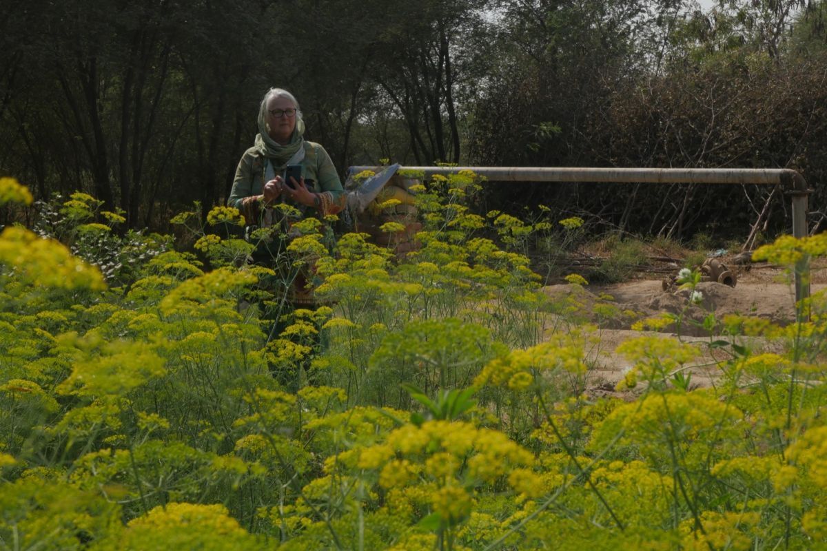 Permaculture educator Cath Sheldrick in a field of dill in Hyderabad, Pakistan in 2023 - now her work has taken her to a refugee camp in Jordan.