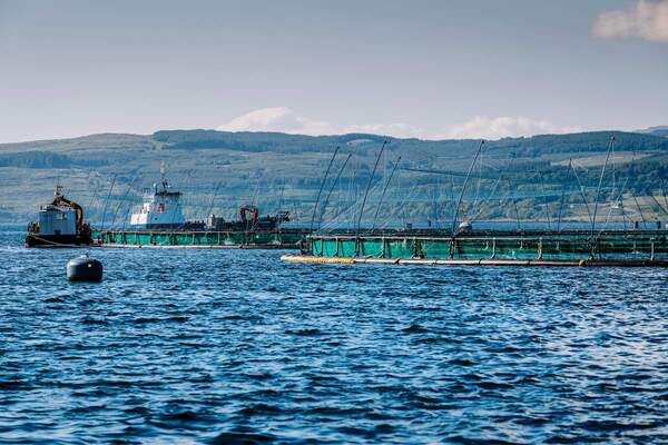 Higher first quarter revenues from SSF, but low salmon prices hit profits