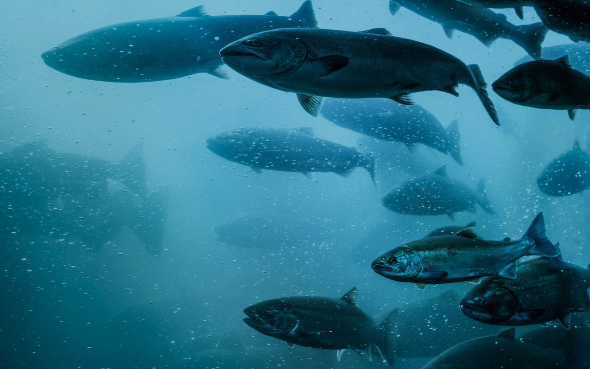 Salmon farm breakthrough for Swedish company