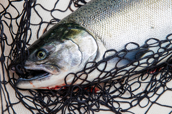 Norway sees big rise in illegal salmon fishing