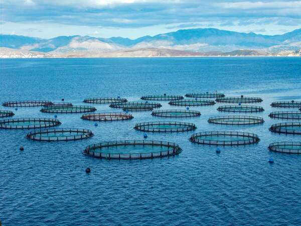 Keeping score: how the big producers report fish welfare