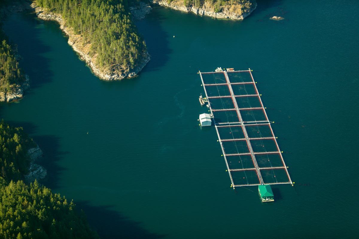 BC salmon industry spells out dire impact of Trump tariffs