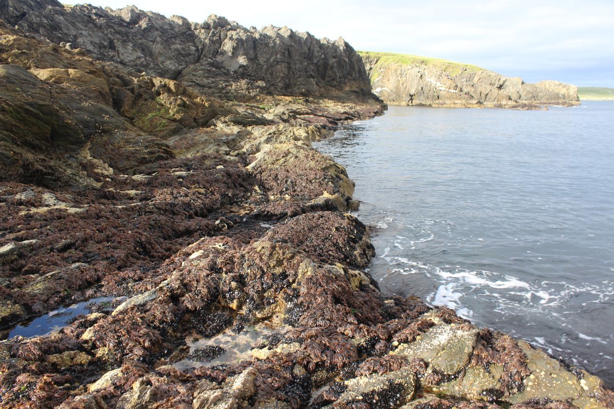 An intertidal species assemblage in Unst, Shetland, UK. Species are being rapidly replaced in assemblages like this as temperatures change around the world. Photograph: Michael Burrows/SAMS.