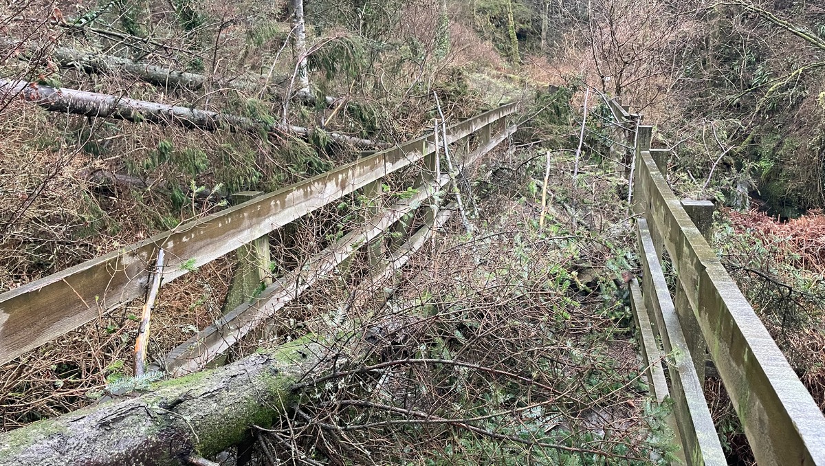 Forest Inaccessible West Coast Today - Media Library - Many of Eas Mor’s lower forest paths ...