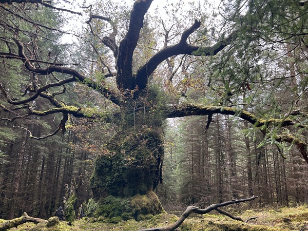 Lochaber oak bids to become Europe's 'tree of the year'