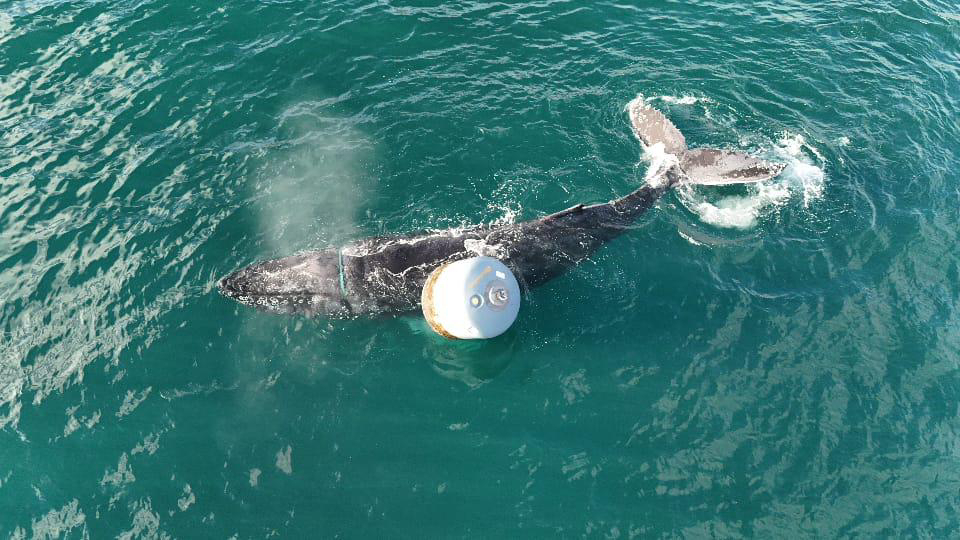 Humpback whale freed after getting tangled at Skye fish farm