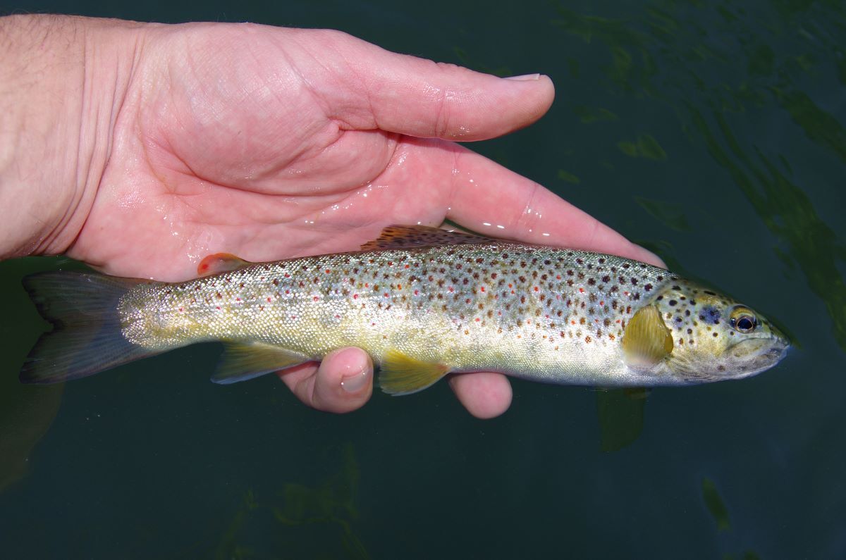 young-trout_AdobeStock_294542679-20250203.jpg