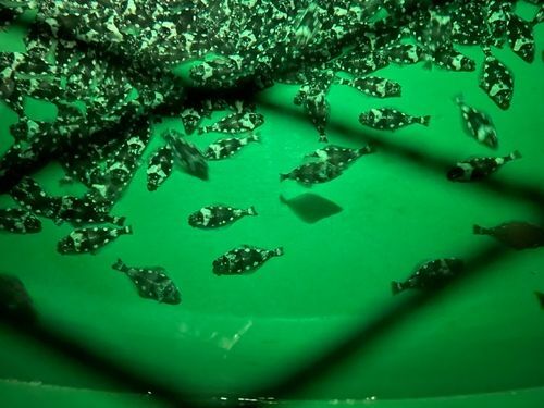 Otter Ferry secures funding for halibut farming project