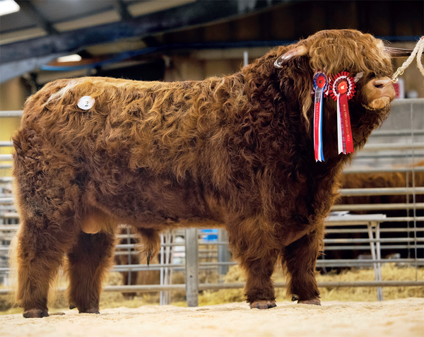 Highland Cattle Society: 134th Spring Show & Sale