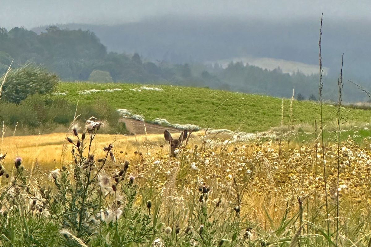 Gamekeepers 'spared torment' of pregnant deer cull