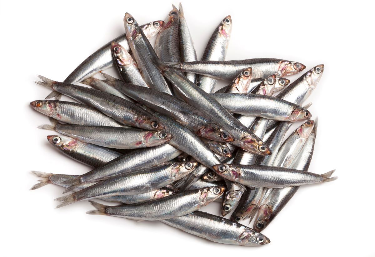 anchovies_isolated_AdobeStock_64744119-20250105.jpg