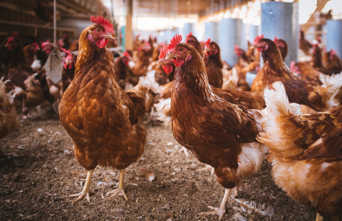 chickens_AdobeStock_341513043_20250207