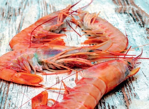 prawns_AdobeStock_403980594-20250206.jpg