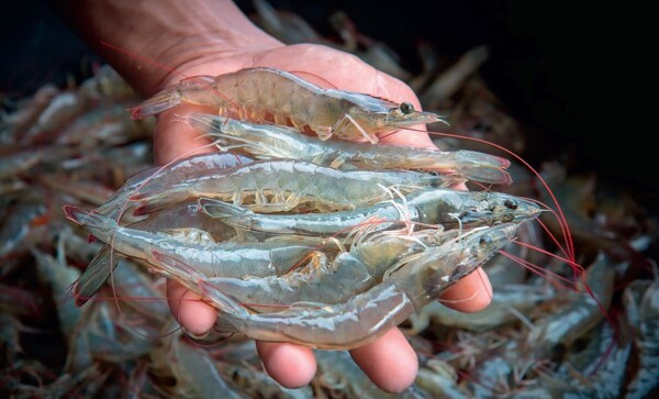 Co-op signs up to prawn welfare policy