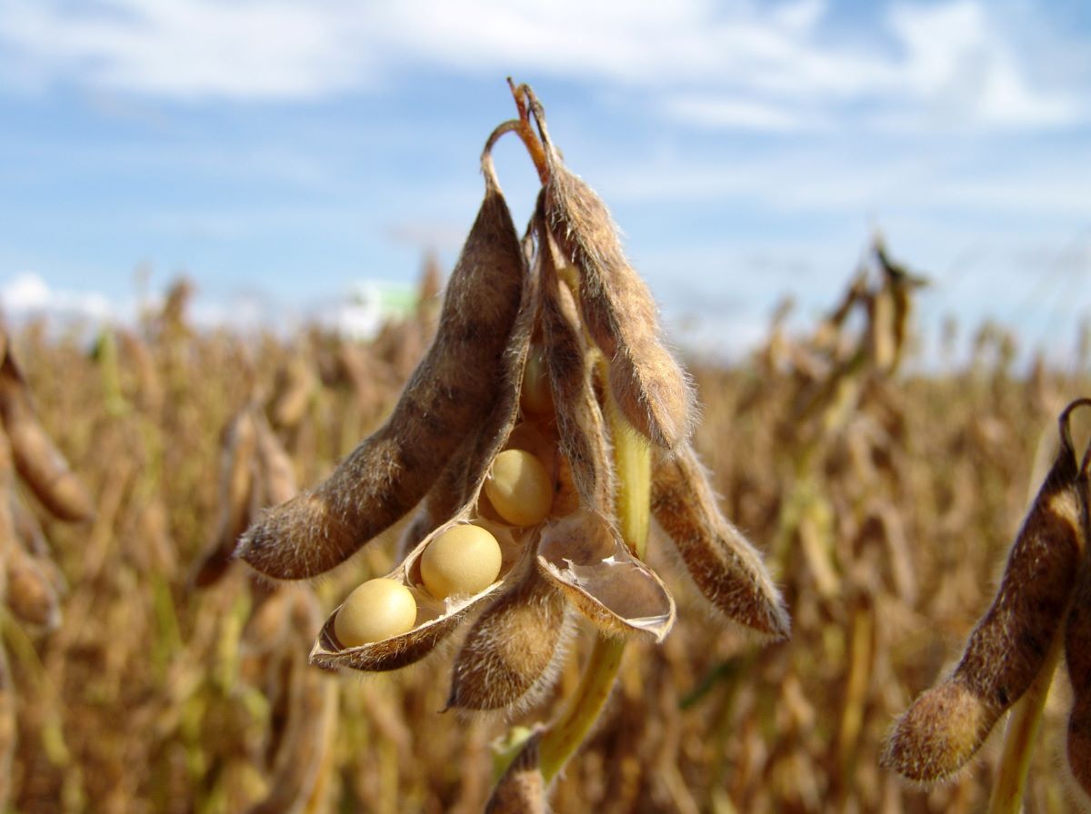 soy-beans_AdobeStock_6437597-20250205.jpg