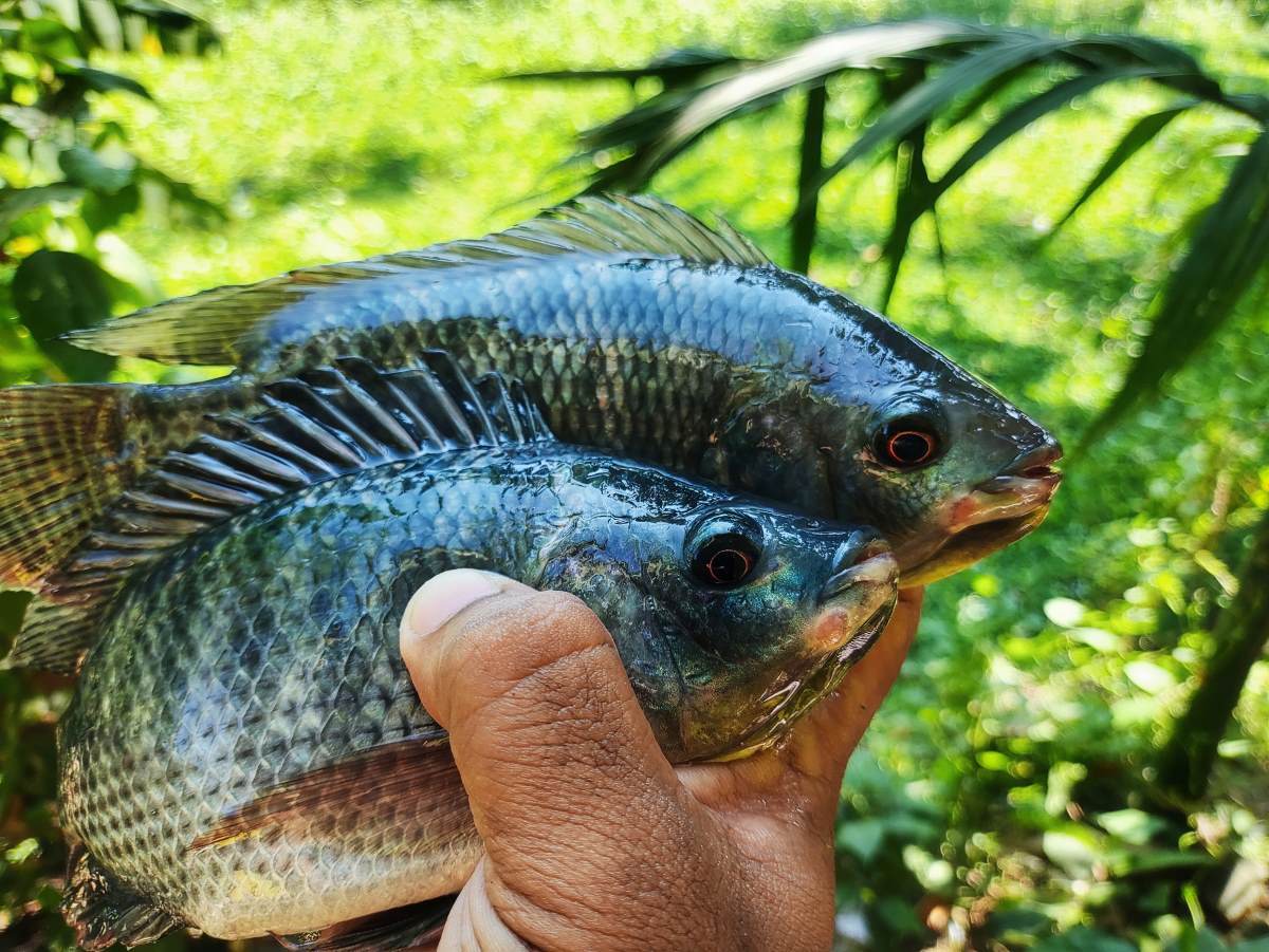 tilapia_AdobeStock_1045686277-20250206.jpg