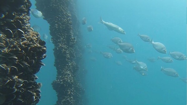 The positive impact of a mussel farm