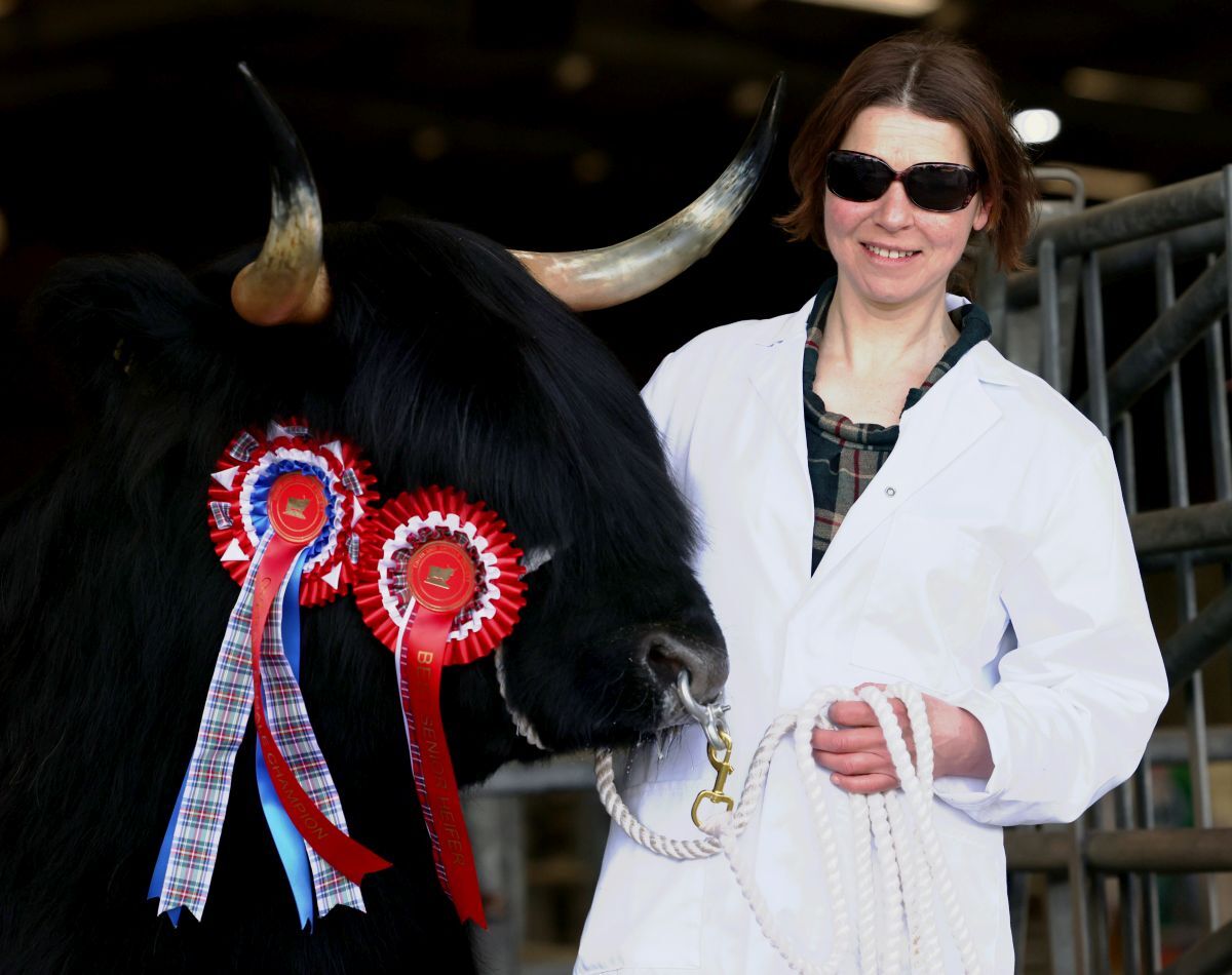 Kirsty Dubh 3rd of Blingery and Morven Coghill as the senior heifer sells for 35,000 in the Highlanders' spring sales ring . Photograph: Kevin McGlynn