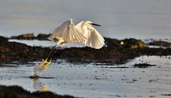 An abundance of interesting, wintering birds on Arran this January