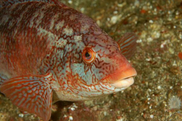 Wrasse welfare