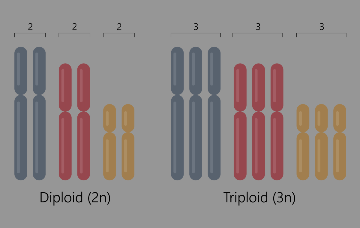 Diploid-vs-Triploid.png