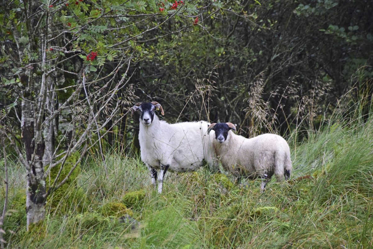 Forty-three per cent of dog owners surveyed believed their pet was capable of causing death or injuring livestock.