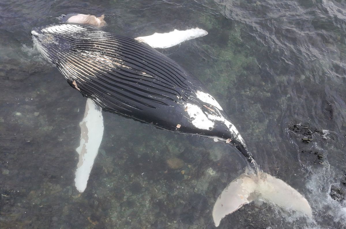 Washed up humpback whale believed to have drowned while entangled