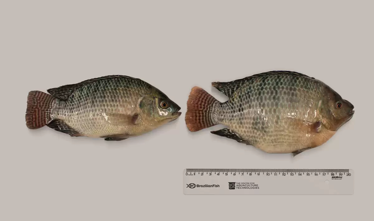 tilapia-Brazilian_Fish_20250220